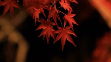 Kyoto Japonya 'daki geleneksel Eikandou parkında yanan kırmızı yapraklar.