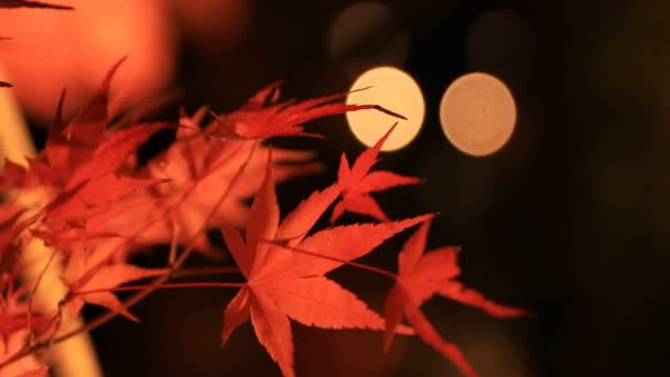 Erleuchtete rote Blätter im traditionellen Park von Eikandou in Kyoto Japan Herbst — Stockvideo