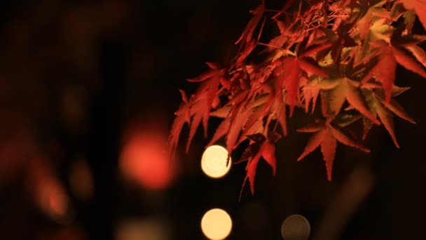 일본 교토의 에이 칸두에 있는 전통적 인 공원에 있는 살균 된 붉은 나뭇잎 — 비디오