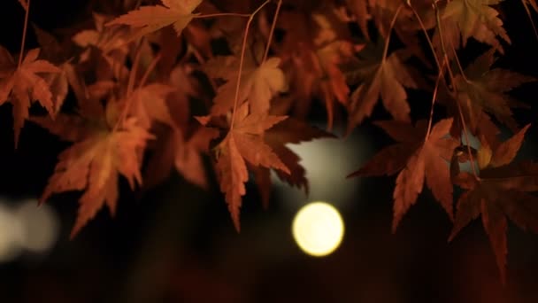 Verlichte rode bladeren in het traditionele park bij Eikandou in Kyoto Japan herfst — Stockvideo