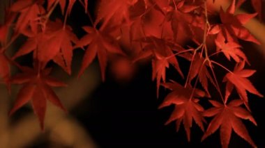 Kyoto Japonya 'daki geleneksel Eikandou parkında yanan kırmızı yapraklar.
