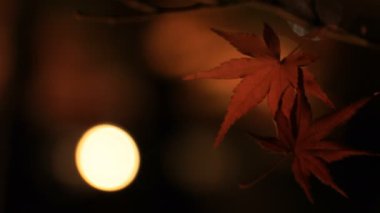 Işıklı kırmızı Eikandou Kyoto Japonya'da geleneksel Park'ta bırakır. Onun içinde sonbahar. Sakyo-ku Kyoto Japonya - 11.30.2018: Bu s kırmızı yaprakları Japon ormanı sonbaharda. fotoğraf makinesi: Canon Eos 5d mark4