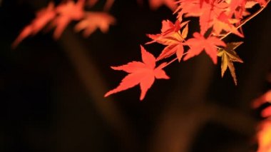 Kyoto Japonya 'daki geleneksel Eikandou parkında yanan kırmızı yapraklar.