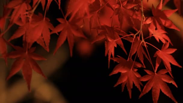 Verlichte rode bladeren in het traditionele park bij Eikandou in Kyoto Japan herfst — Stockvideo