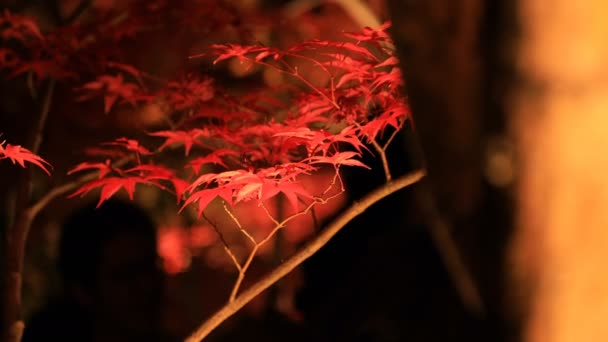 Folhas vermelhas iluminadas no parque tradicional de Eikandou em Kyoto no outono do Japão — Vídeo de Stock