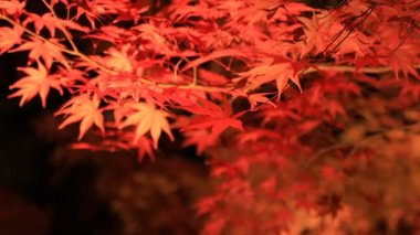 Kyoto Japonya 'daki geleneksel Eikandou parkında yanan kırmızı yapraklar.