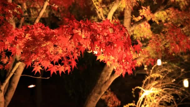 Hojas rojas iluminadas en el parque tradicional de Eikandou en Kyoto Japón otoño — Vídeo de stock