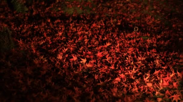 Folhas vermelhas iluminadas no parque tradicional de Eikandou em Kyoto no outono do Japão — Vídeo de Stock