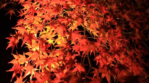 Иллюминированные красные листья в традиционном парке Эйканду в Киото, Япония осенью — стоковое видео