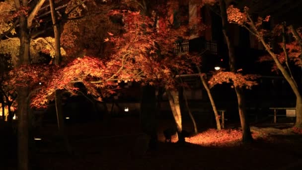 Hojas rojas iluminadas en el parque tradicional de Eikandou en Kyoto Japón otoño — Vídeos de Stock