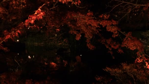 Hojas Rojas Iluminadas Parque Tradicional Eikandou Kyoto Japón Otoño Sakyo — Vídeos de Stock