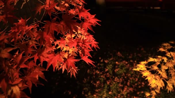 Upplysta röda blad i den traditionella parken på Eikandou i Kyoto Japan höst — Stockvideo