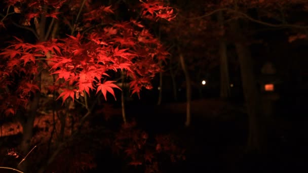 Illuminated red leaves at the traditional park at Eikandou in Kyoto Japan autumn — Stock Video