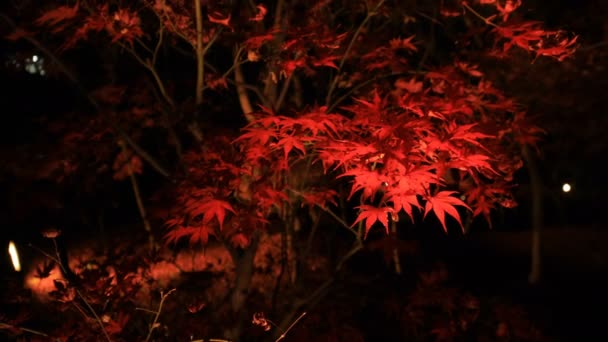 Иллюминированные красные листья в традиционном парке Эйканду в Киото, Япония осенью — стоковое видео