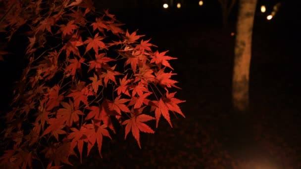 Upplysta röda blad i den traditionella parken på Eikandou i Kyoto Japan höst — Stockvideo