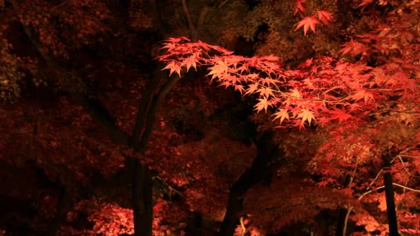 Folhas vermelhas iluminadas no parque tradicional de Eikandou em Kyoto no outono do Japão — Vídeo de Stock