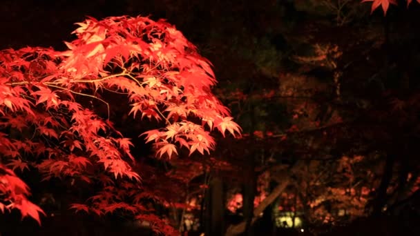 Erleuchtete rote Blätter im traditionellen Park von Eikandou in Kyoto Japan Herbst — Stockvideo