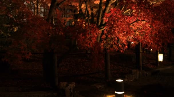 Upplysta röda blad i den traditionella parken på Eikandou i Kyoto Japan höst — Stockvideo