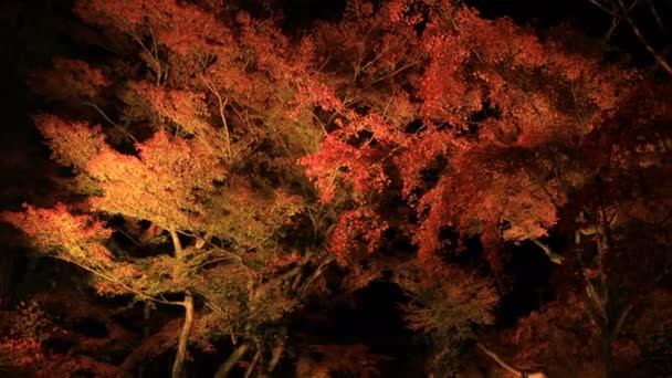 Upplysta röda blad i den traditionella parken på Eikandou i Kyoto Japan höst — Stockvideo