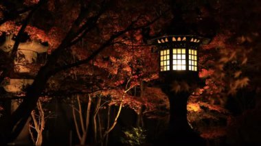 Işıklı kırmızı Eikandou Kyoto Japonya'da geleneksel Park'ta bırakır. Onun içinde sonbahar. Sakyo-ku Kyoto Japonya - 11.30.2018: Bu s kırmızı yaprakları Japon ormanı sonbaharda. fotoğraf makinesi: Canon Eos 5d mark4