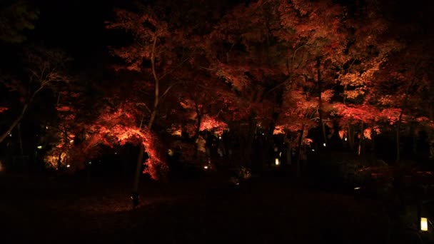 Feuilles rouges illuminées au parc traditionnel d'Eikandou à Kyoto Japon automne