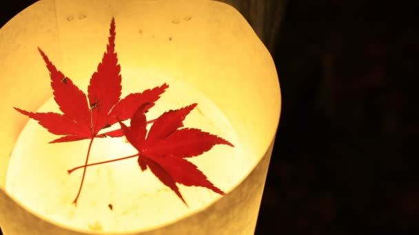 Κόκκινα φύλλα στο φανάρι στο παραδοσιακό πάρκο στο Eikandou το φθινόπωρο του Κιότο της Ιαπωνίας — Αρχείο Βίντεο