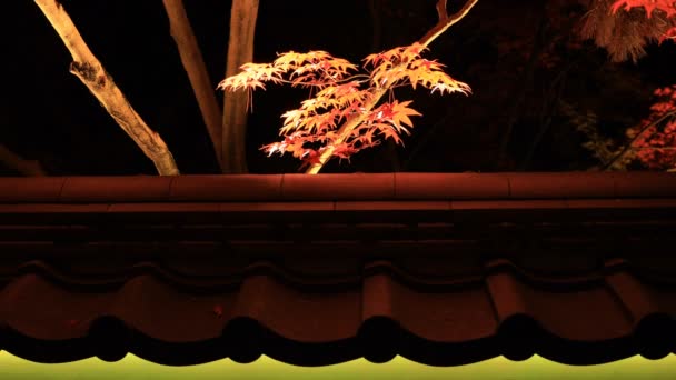 Hojas Rojas Iluminadas Parque Tradicional Eikandou Kyoto Japón Otoño Sakyo — Vídeo de stock