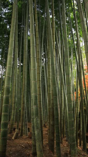 Bosque de bambú en el parque tradicional del templo Enkouji en el distrito de Sakyo Kioto — Vídeos de Stock