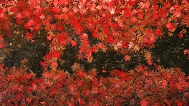 Foglie rosse nel ruscello del tempio di Enkouji nel distretto di Sakyo Kyoto — Video Stock