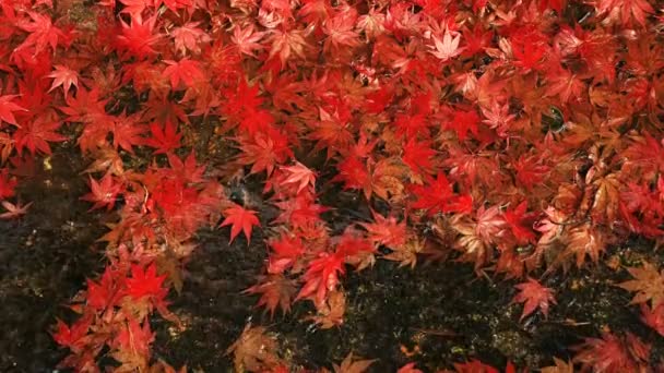 Красные листья в ручье в храме Энкодзи в районе Сакё Киото — стоковое видео
