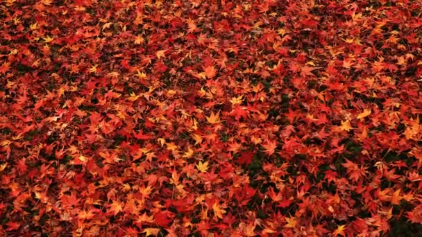 Feuilles rouges au parc traditionnel du temple Enkouji dans le quartier Sakyo Kyoto — Video