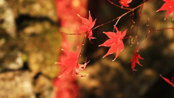 Κόκκινα φύλλα στο παραδοσιακό πάρκο στο Enkouji ναό στην περιοχή Sakyo Κιότο — Αρχείο Βίντεο