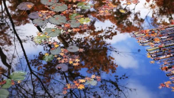 Rote Blätter im traditionellen Park am Enkuji-Tempel im Sakyo-Distrikt Kyoto — Stockvideo