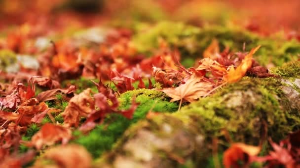 Foglie rosse al tradizionale parco al tempio Enkouji nel distretto di Sakyo Kyoto close shot handhld — Video Stock