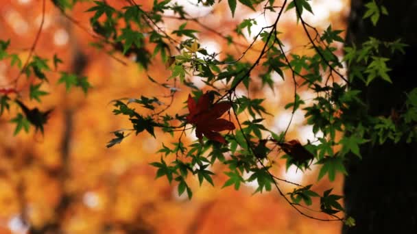 Feuilles rouges au parc traditionnel au temple Enkouji dans le quartier Sakyo Kyoto close shot handhld — Video