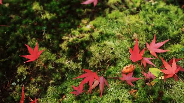 Red leaves at the traditional park at Enkouji temple in Sakyo district Kyoto close shot handhld — Stock Video