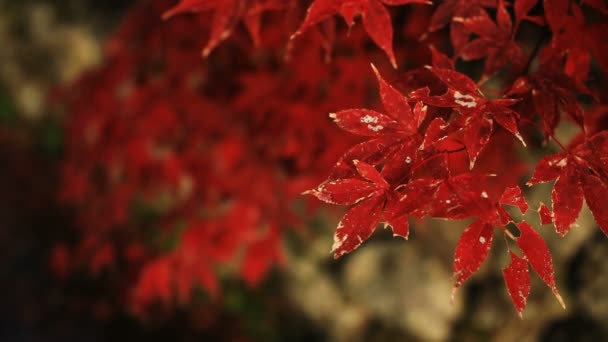 Folhas vermelhas no parque tradicional no templo Enkouji no distrito de Sakyo Kyoto tiro de perto handhld — Vídeo de Stock
