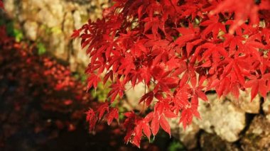 Kyoto orta atış Sakyo bölgesinde Enkouji Tapınağı'nda geleneksel parkta kırmızı yaprakları