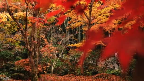 Foglie rosse nel tradizionale parco del tempio di Enkouji nel distretto di Sakyo Kyoto — Video Stock
