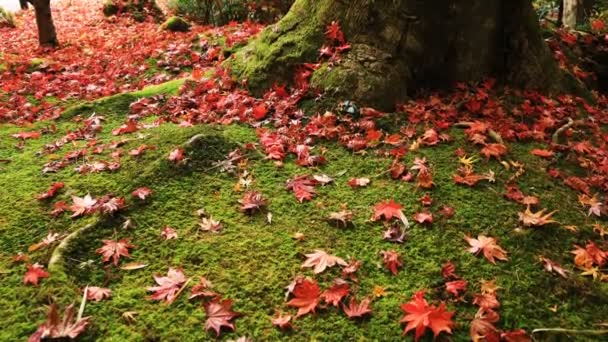 Daun merah di taman tradisional di kuil Enkouji di distrik Sakyo Kyoto — Stok Video