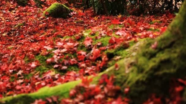 Rote Blätter im traditionellen Park am Enkuji-Tempel im Sakyo-Distrikt Kyoto — Stockvideo