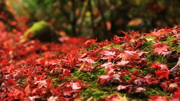 Hojas rojas en el parque tradicional en el templo Enkouji en el distrito de Sakyo Kyoto — Vídeo de stock