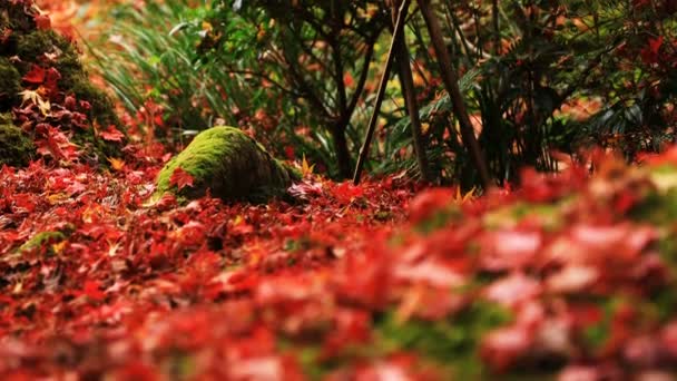 Červené listy v tradiční parku v Enkouji chrámu v okrese Sakyo Kjóto — Stock video