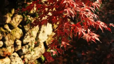 Kyoto orta atış Sakyo bölgesinde Enkouji Tapınağı'nda geleneksel parkta kırmızı yaprakları