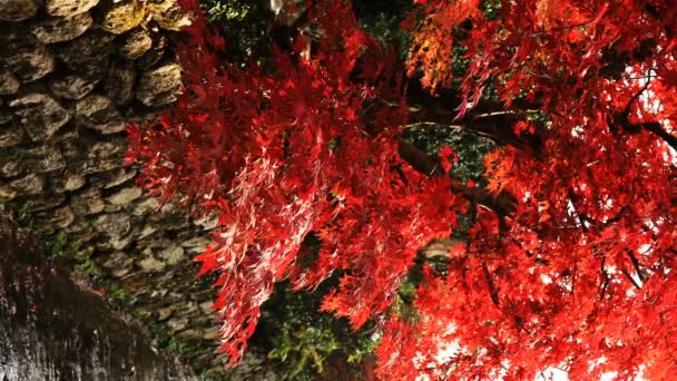 Κόκκινα φύλλα στο παραδοσιακό πάρκο στο Enkouji ναό στην Sakyo συνοικία του Κιότο μέση πυροβόλησε κάθετη — Αρχείο Βίντεο