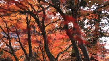 Bishamondou Kyoto Yamashina District, sonbaharda kırmızı yaprakları atış kapatın