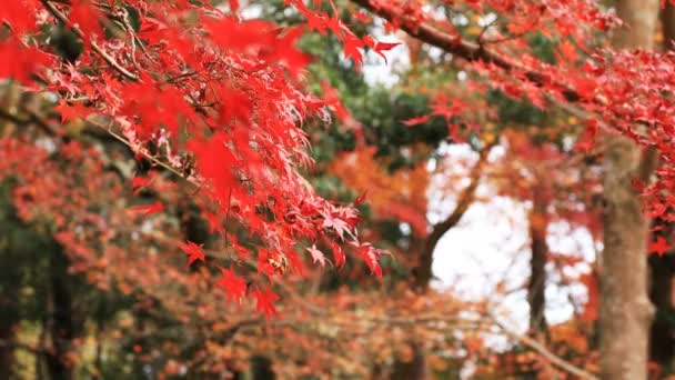 Красные листья осенью в Бишамонду в районе Ямасина в Киото ближний выстрел — стоковое видео