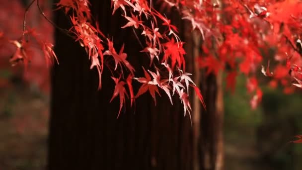 Červené listy na podzim na Bishamondou v okrese Yamashiny v Kjótu zavřete shot — Stock video