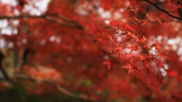 Hojas rojas en otoño en Bishamondou en el distrito Yamashina en Kioto — Vídeo de stock