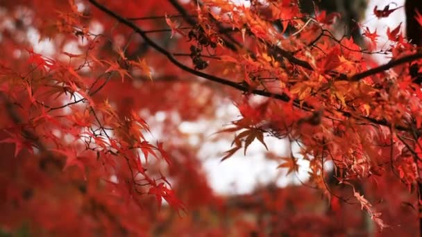 京都で日本のお寺では 秋の紅葉します そので 京都市山科区 2018 赤葉の秋山科地区で Bishamondou カメラ キヤノン Eos — ストック動画